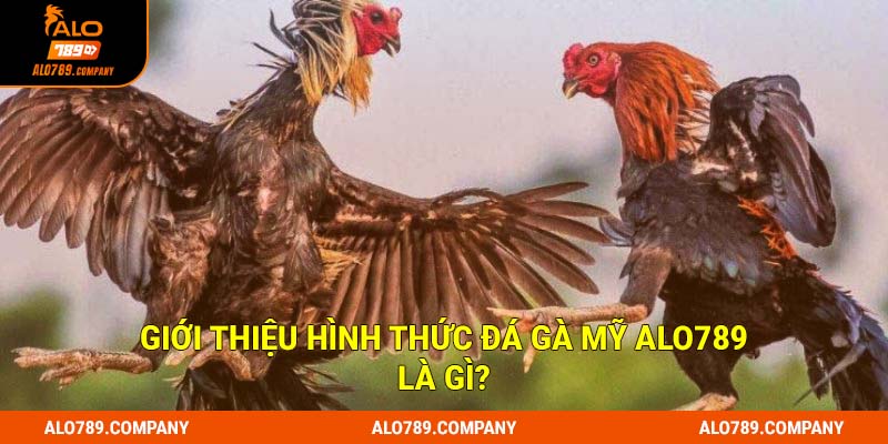 Đá Gà Mỹ Alo789 - Loại hình chiến kê đặc sắc cuốn hút hàng đầu 1 Giới thiệu hình thức đá gà mỹ Alo789 là gì?