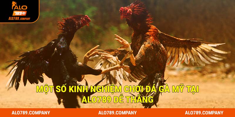 Đá Gà Mỹ Alo789 - Loại hình chiến kê đặc sắc cuốn hút hàng đầu 3 Một số kinh nghiệm chơi đá gà mỹ tại Alo789 dễ thắng
