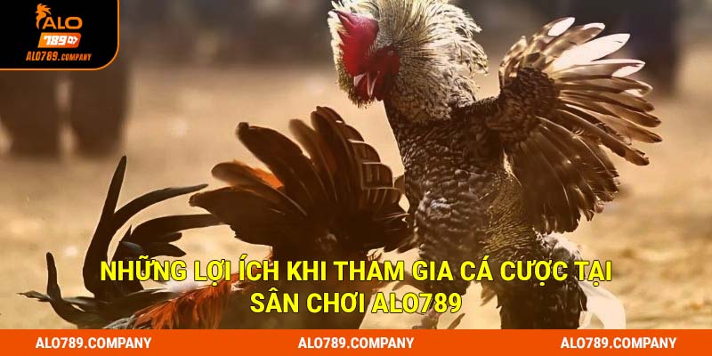 Đá Gà Đòn Siêu phẩm cá cược trực tuyến đẳng cấp tại Alo789 3 Những lợi ích khi tham gia cá cược tại sân chơi Alo789
